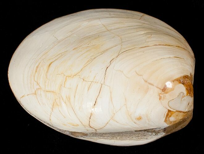 Wide Polished Fossil Clam - Jurassic #17491